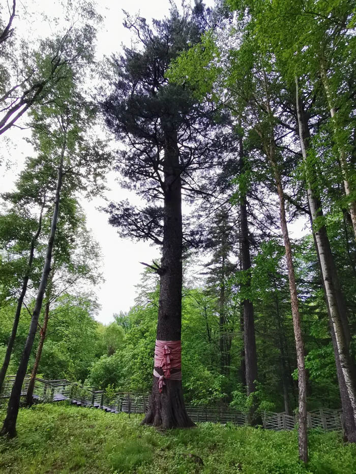 【夢想聚團隊 團隊創(chuàng)輝煌】西微雅團建活動——長白山之旅(圖5)