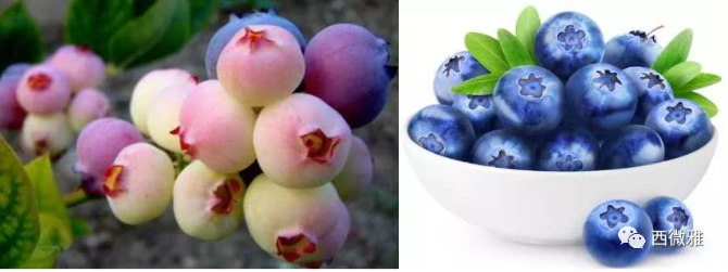 珍貴的果脯-藍莓干(圖8) 珍貴的果脯-藍莓干(圖8)