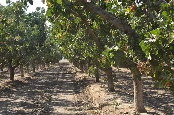 用開心果醬做烘焙和飲品，西微雅綠開心果醬如何？(圖5)